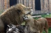 Lumea animalelor in fata ta la Digital Zoo